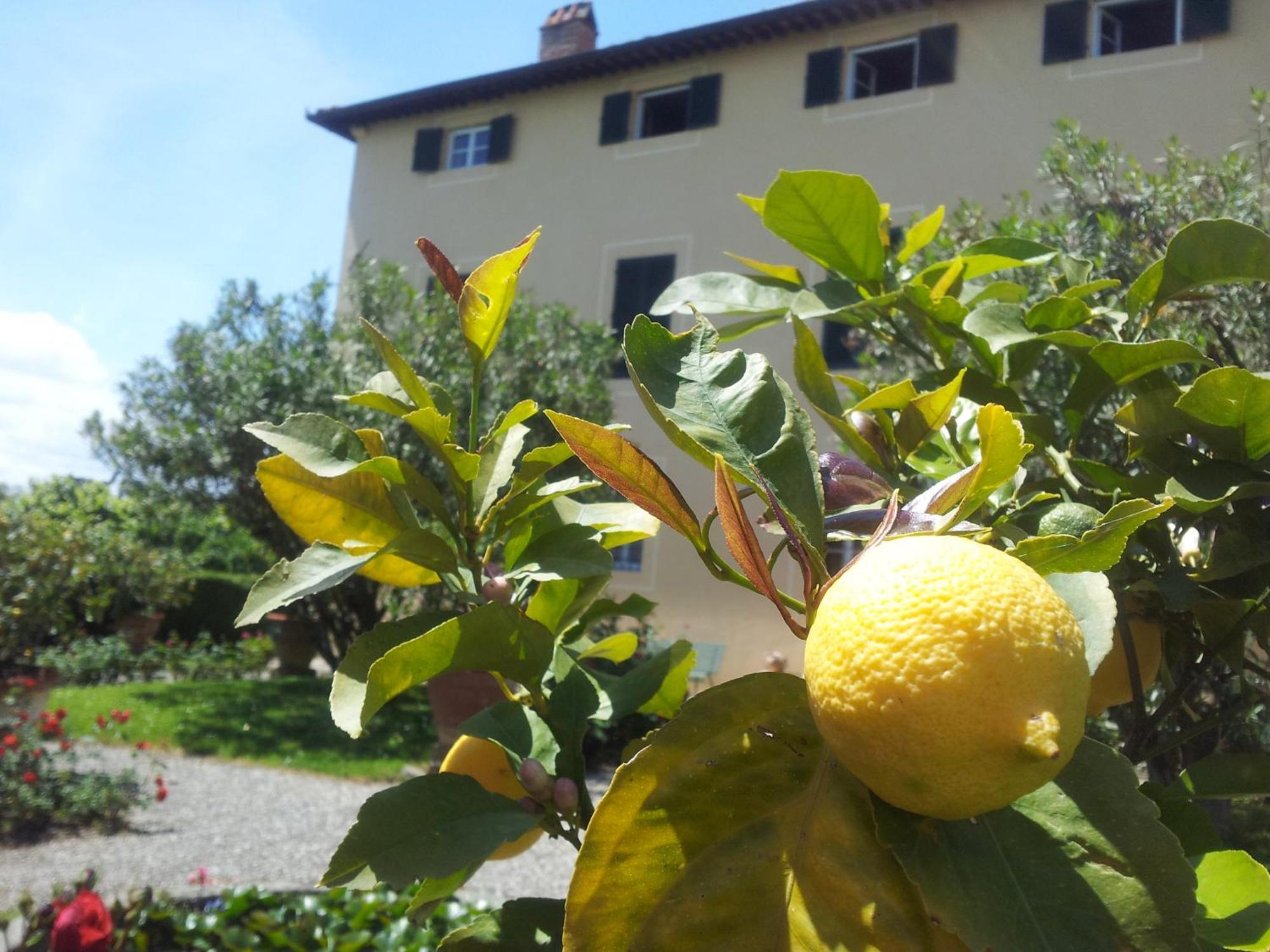 Fattoria Gambaro Di Petrognano Villa Collodi Luaran gambar