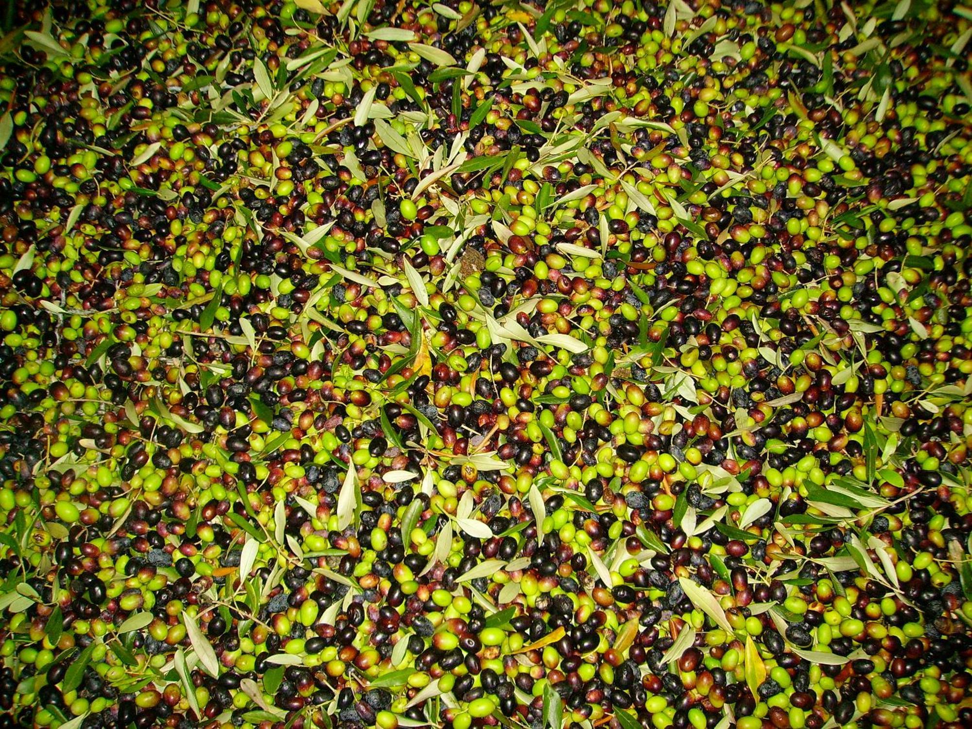 Fattoria Gambaro Di Petrognano Villa Collodi Luaran gambar