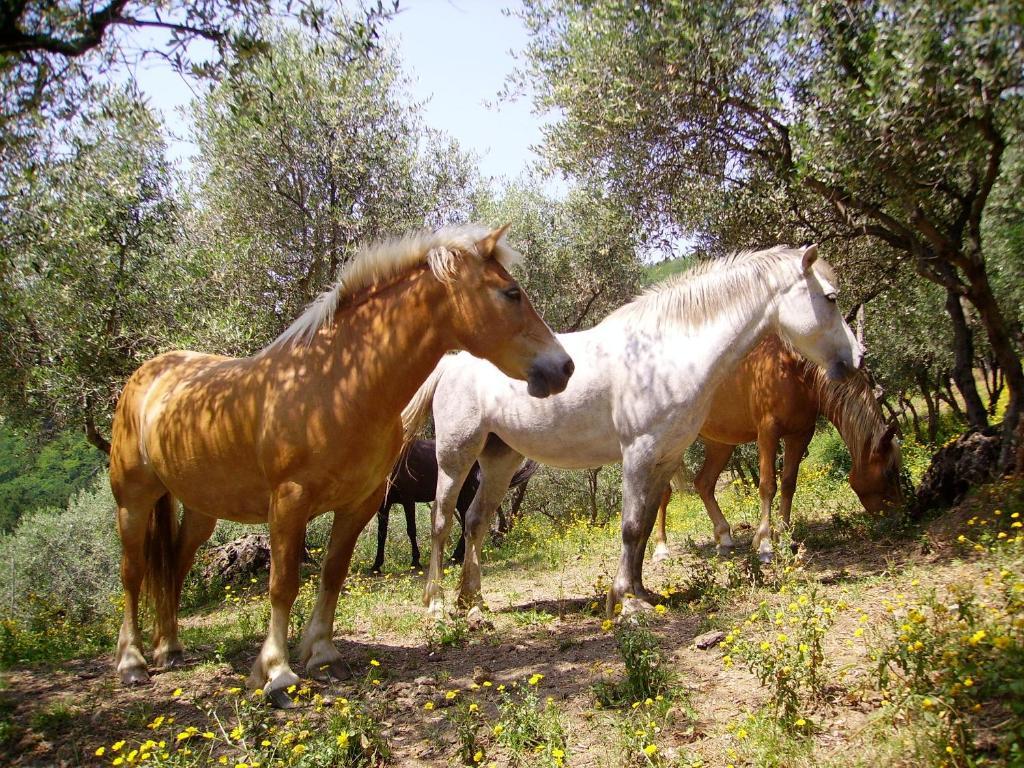 Fattoria Gambaro Di Petrognano Villa Collodi Luaran gambar